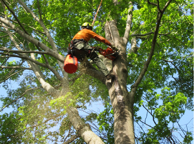 Why Tree Removal Is Beneficial for Your Property